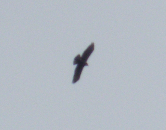 Identificazione rapace